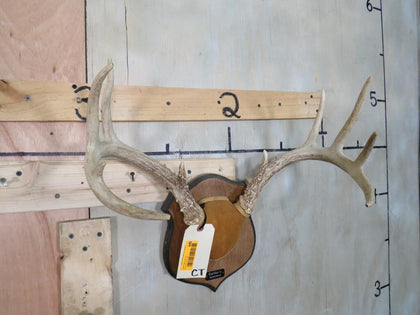 Whitetail Rack on Plaque 445