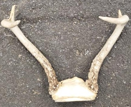 Deer Skull Cap